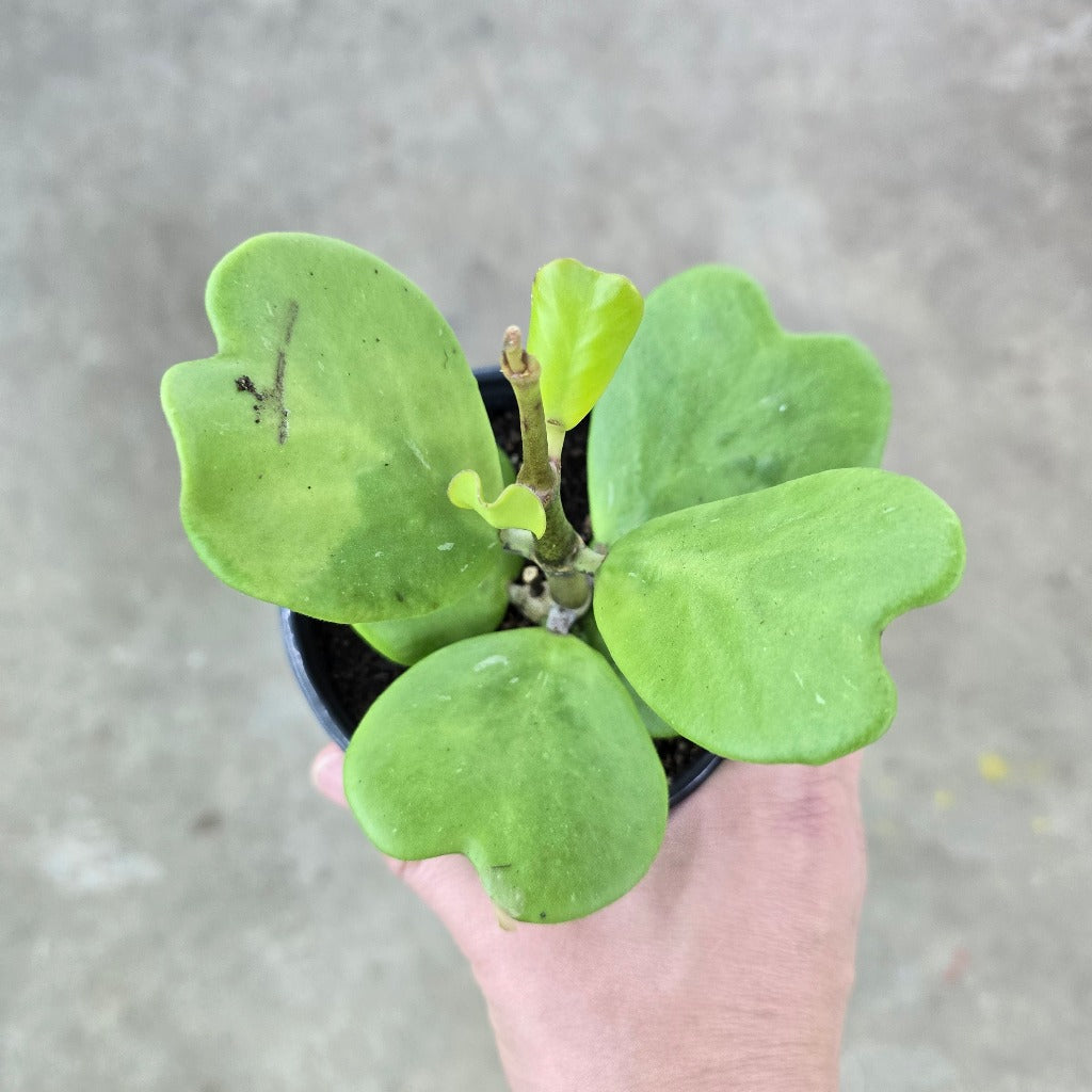 Hoya kerrii - 4"