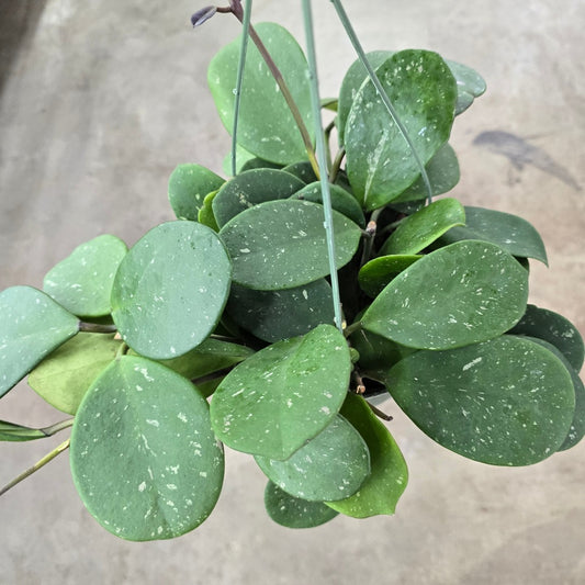 Hoya obovata HB - 6"