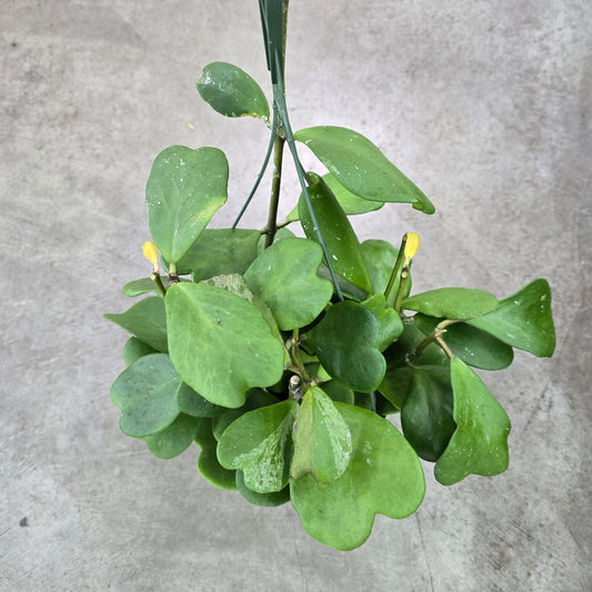 Hoya kerrii - HB 6"