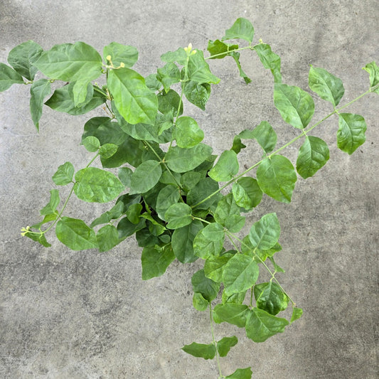 Jasminum sambac - 6"