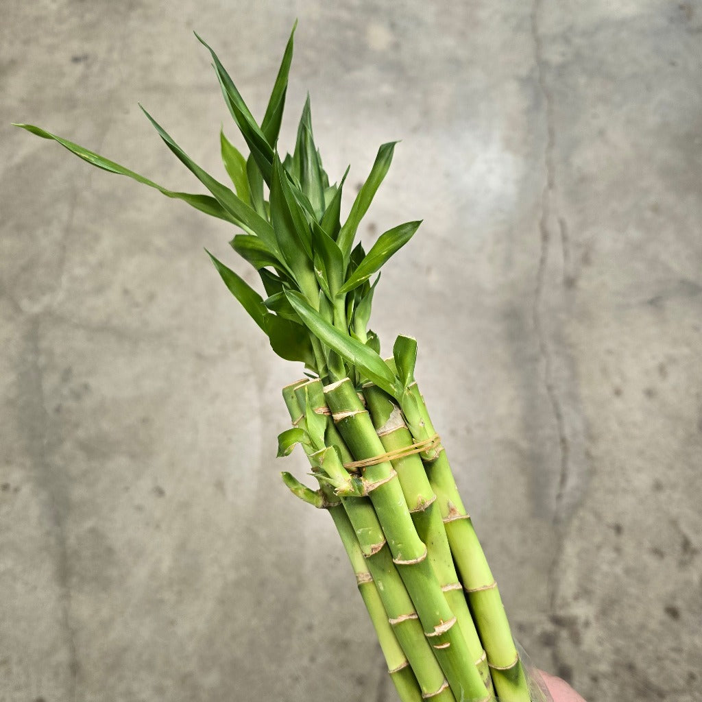 Lucky Bamboo - 8"