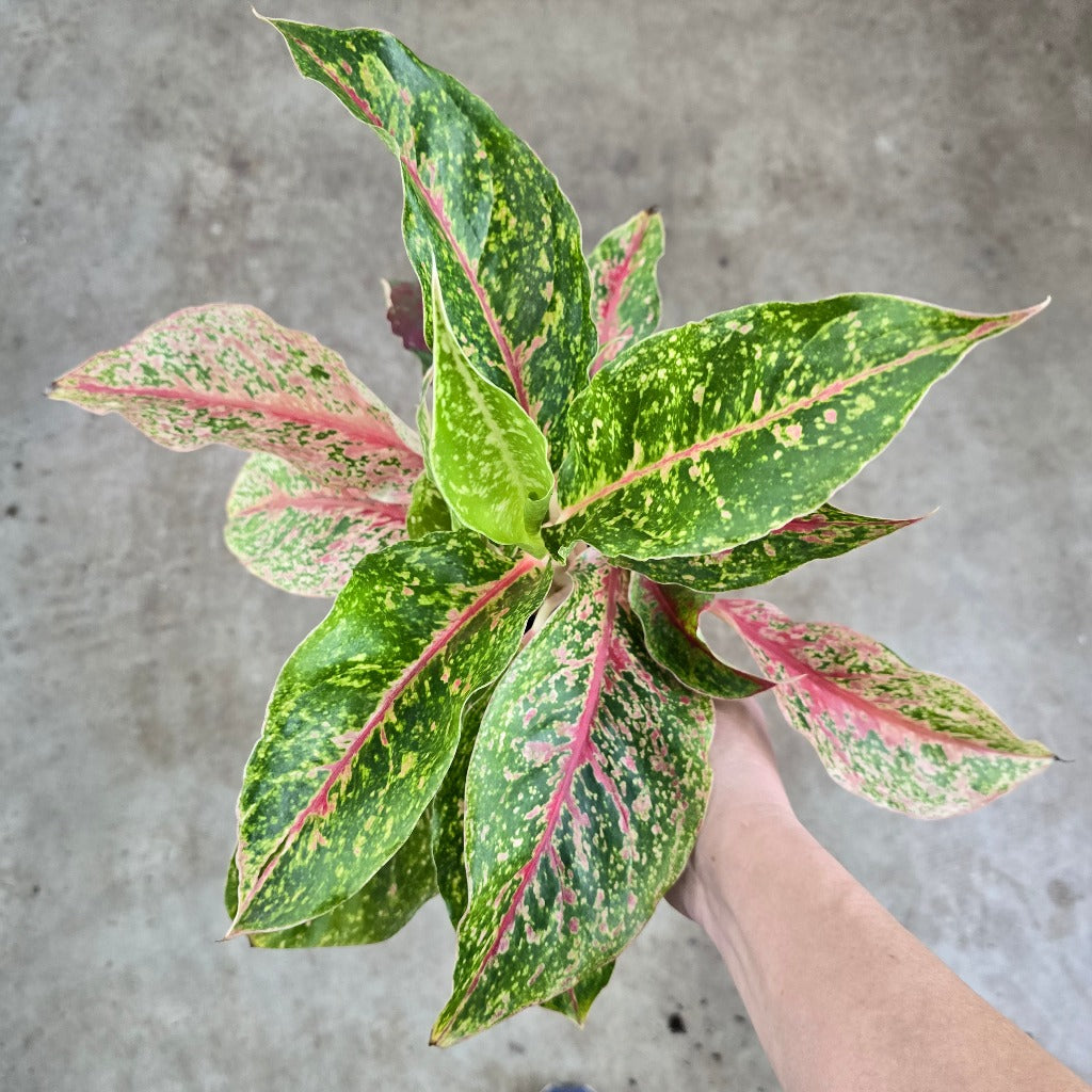 Aglaonema 'Spitfire' - 6