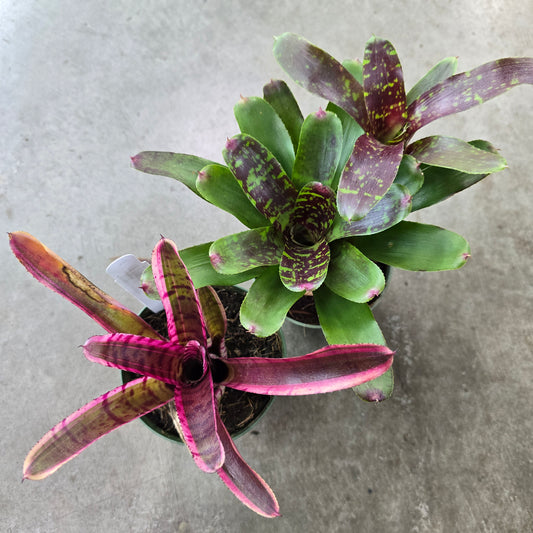Neoregilia assorted - 4"