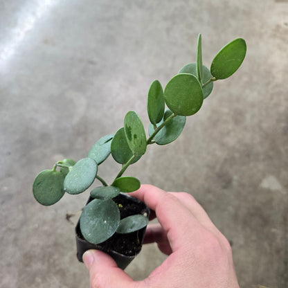 Xerosicyos danguyi - 4"