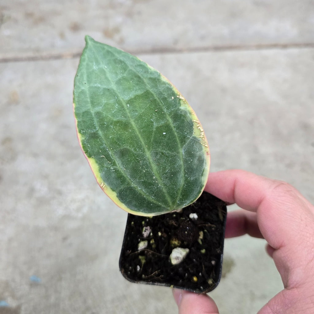 Hoya macrophylla albo marginata - 2