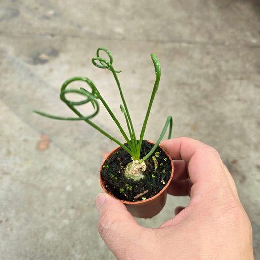 Albuca spiralis - 2"