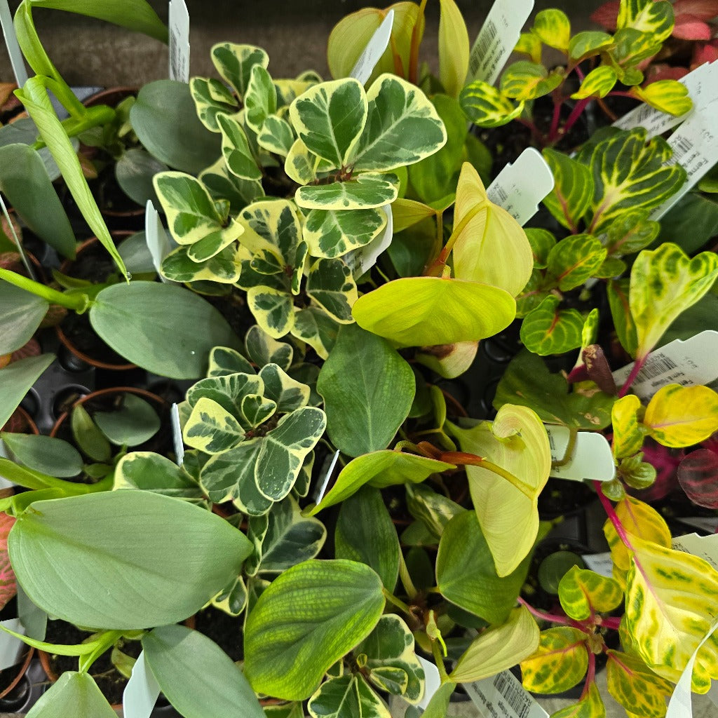 Foliage Assorted - 2