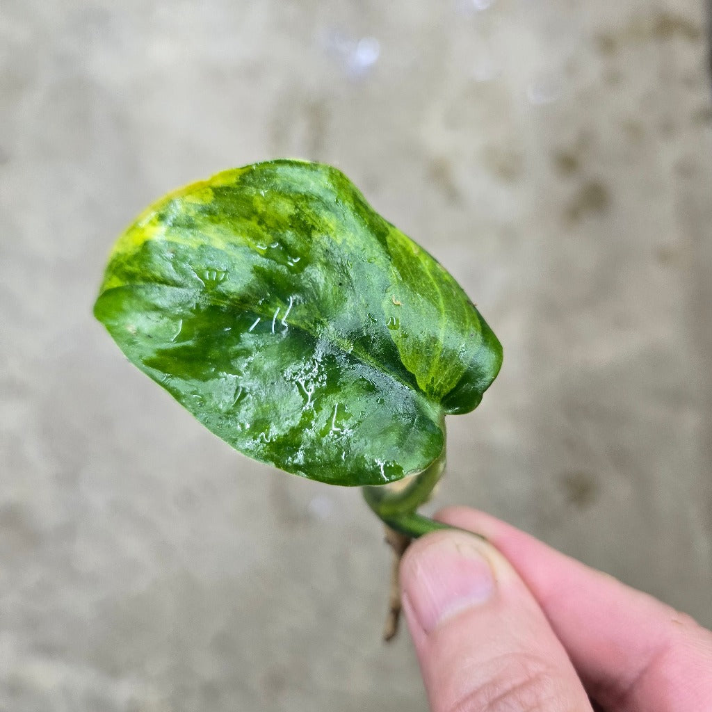 Scindapsus pictus 'Exotica  Variegata' - node