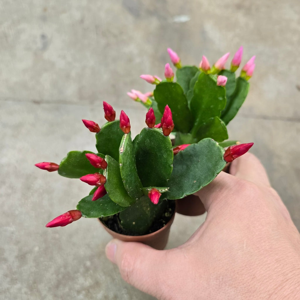 Schlumbergera gaertneri - 2"