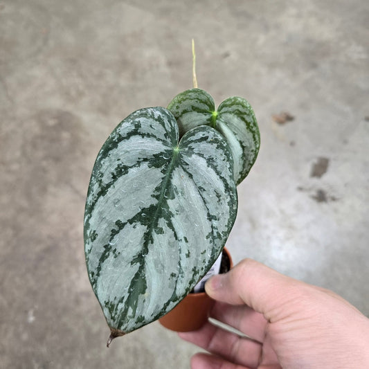 Philodendron brandtianum - 2"
