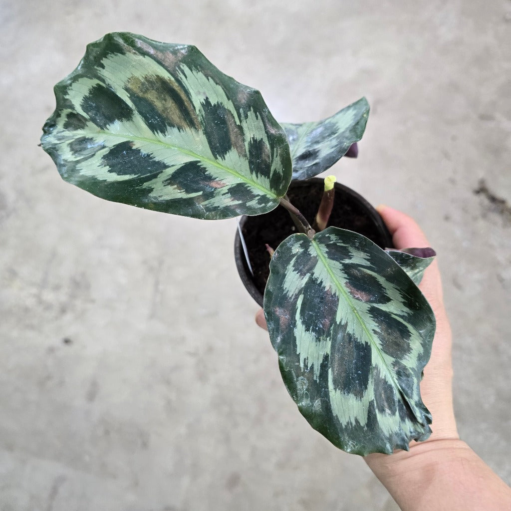 Calathea 'Kennedy' - 4