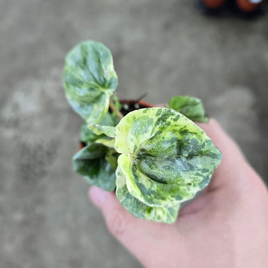 Peperomia caperata 'Pink Lady'  - 2"