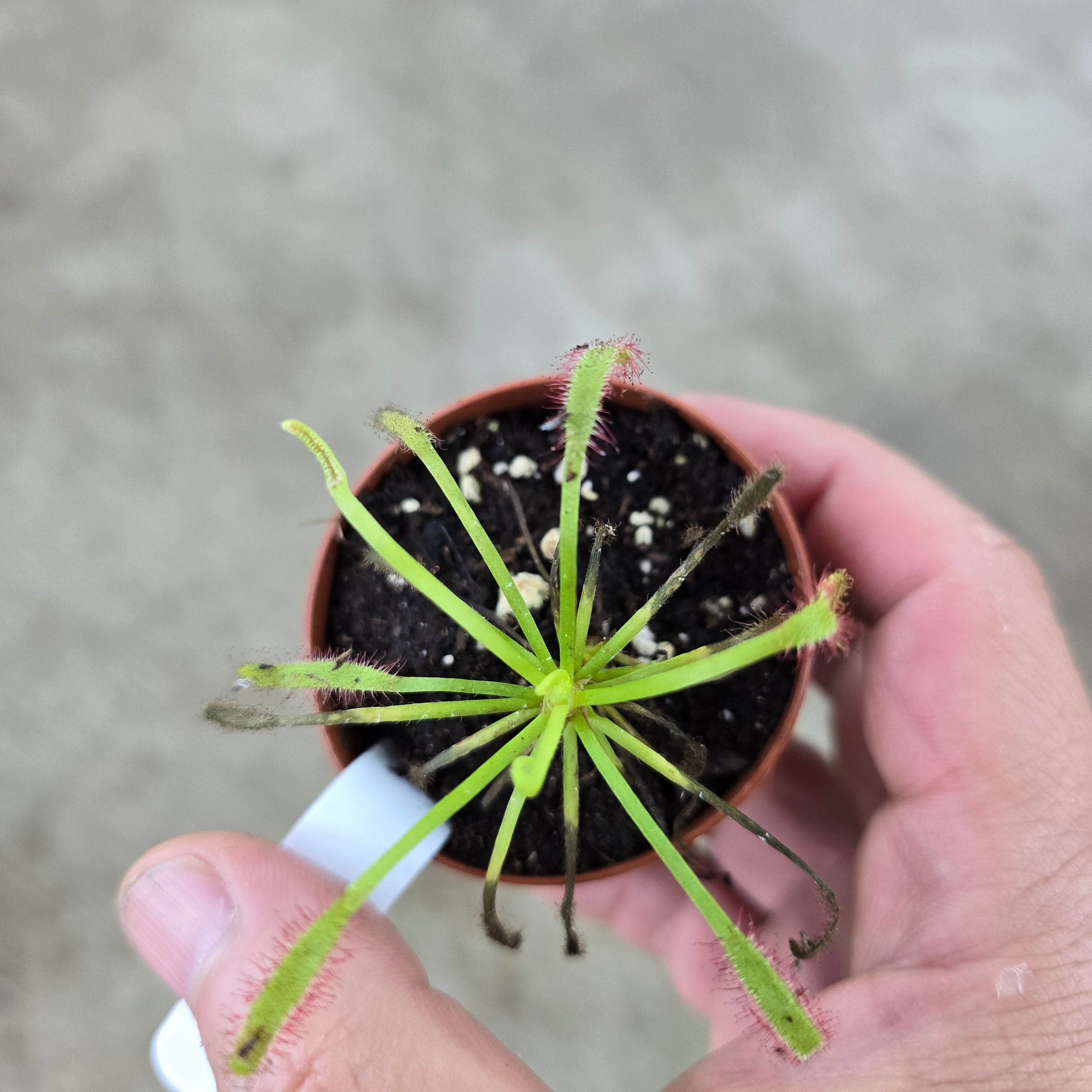 Drosera assorted - 2