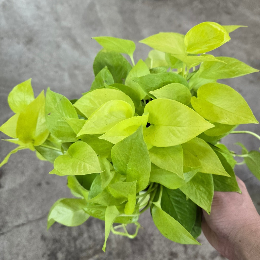 Epipremnum aureum. 'Neon' - 8