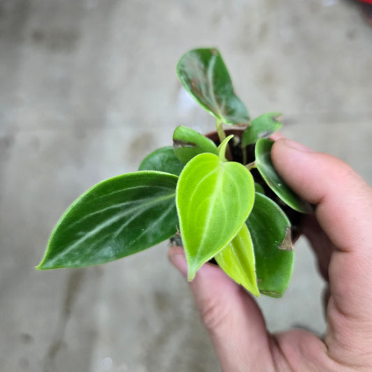 Peperomia maculosa - 4"