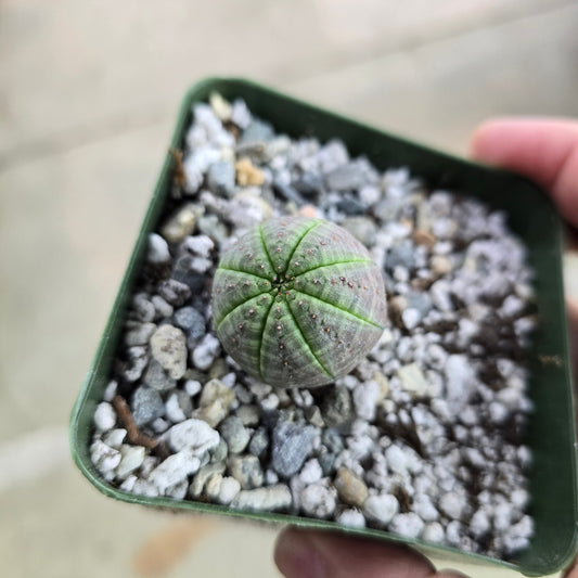 Euphorbia obesa - 4"