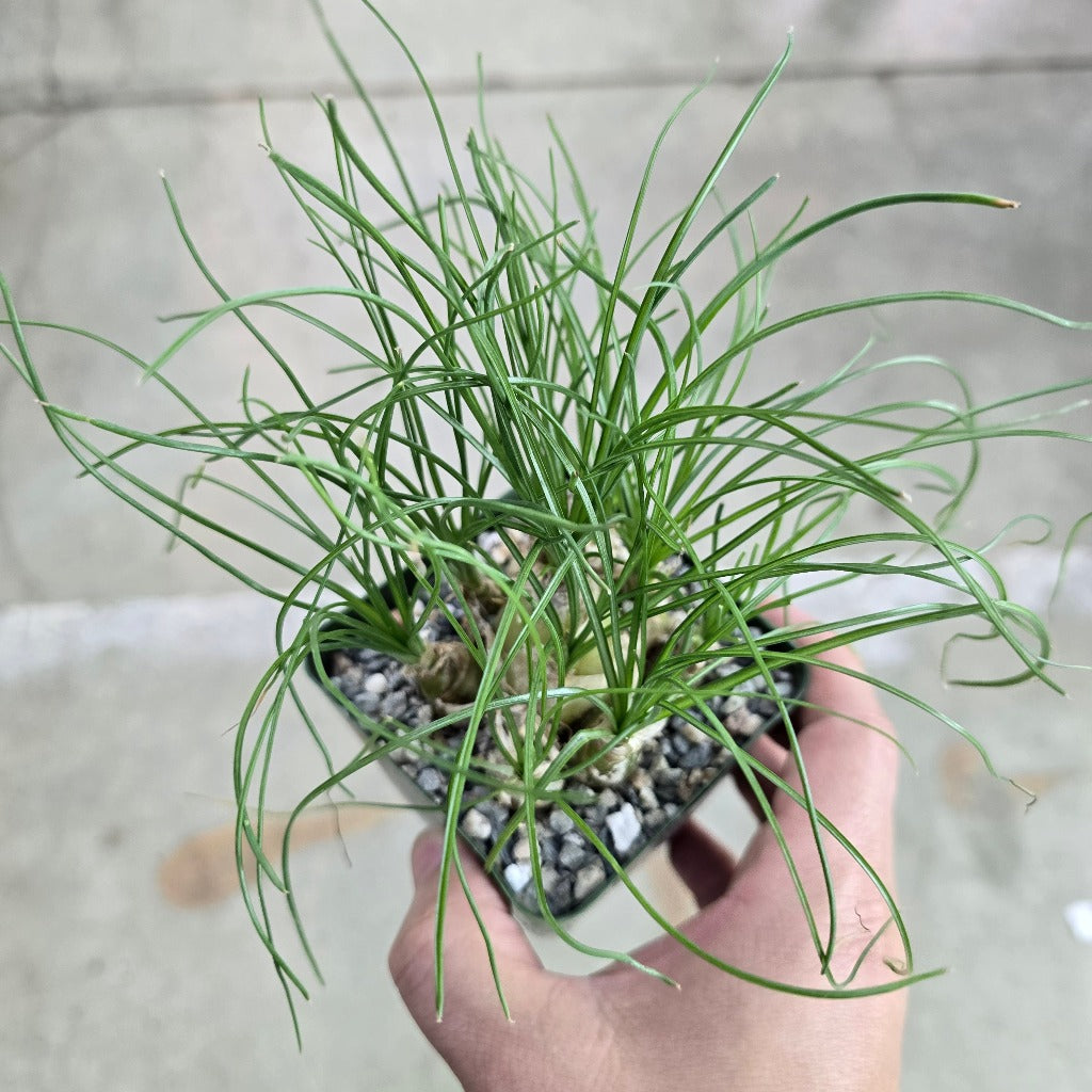 Albuca sp 'Augrabies Hills' - 4