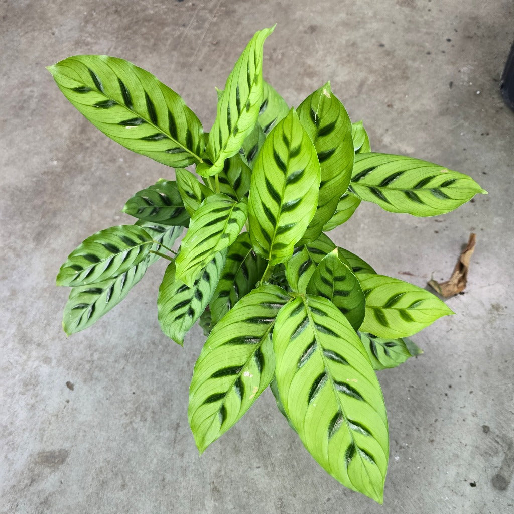 Calathea leopardina - 4