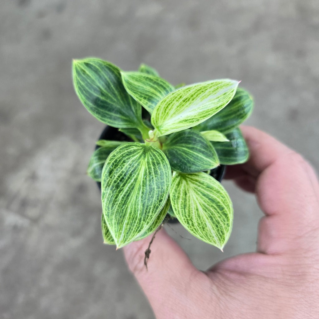 Philodendron 'White Measure' - 2