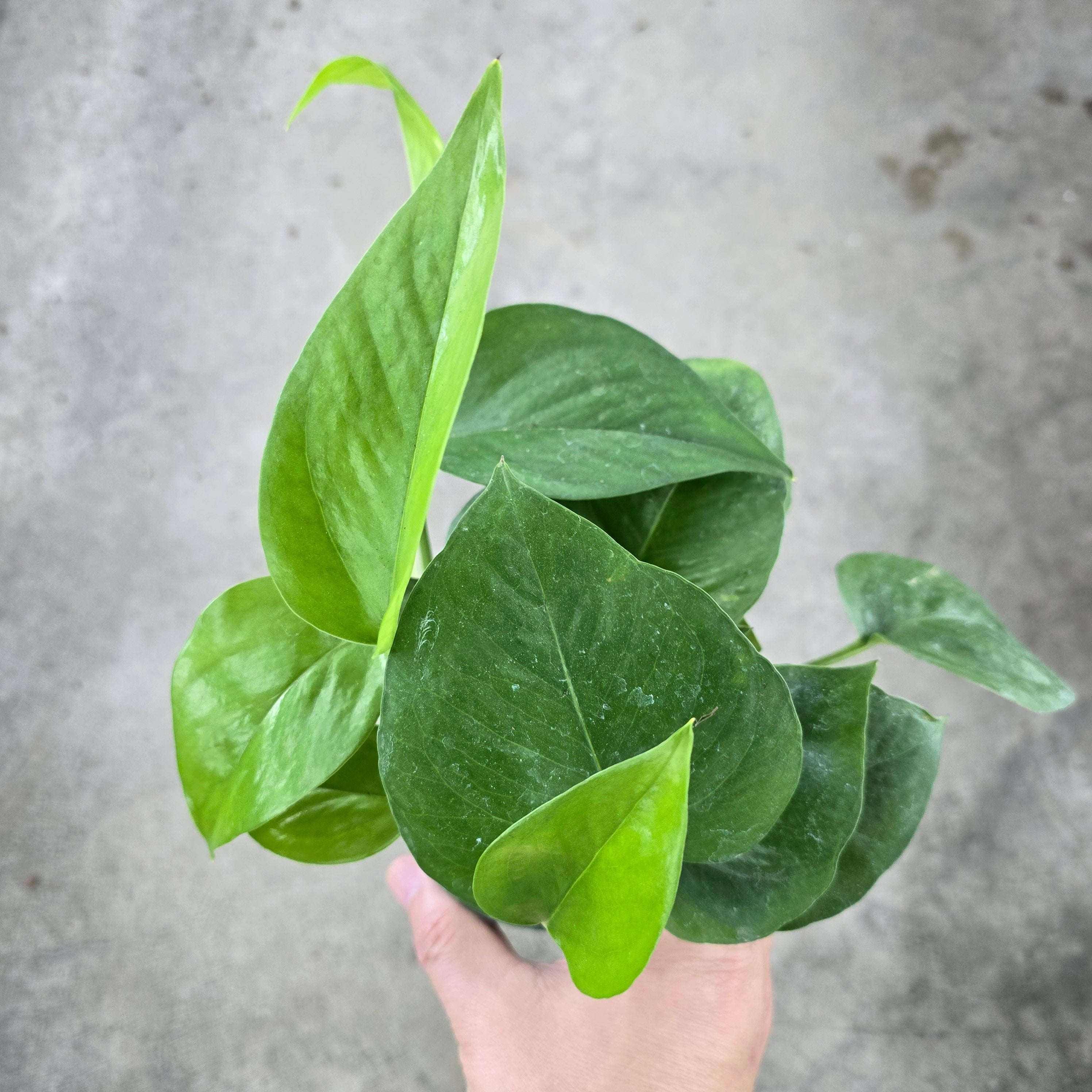 Epipremnum aureum 'Green Queen' - 4