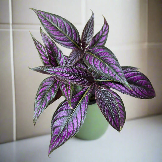 Strobilanthes dyerianus - 4"
