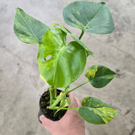 Monstera deliciosa aurea variegated - 4"
