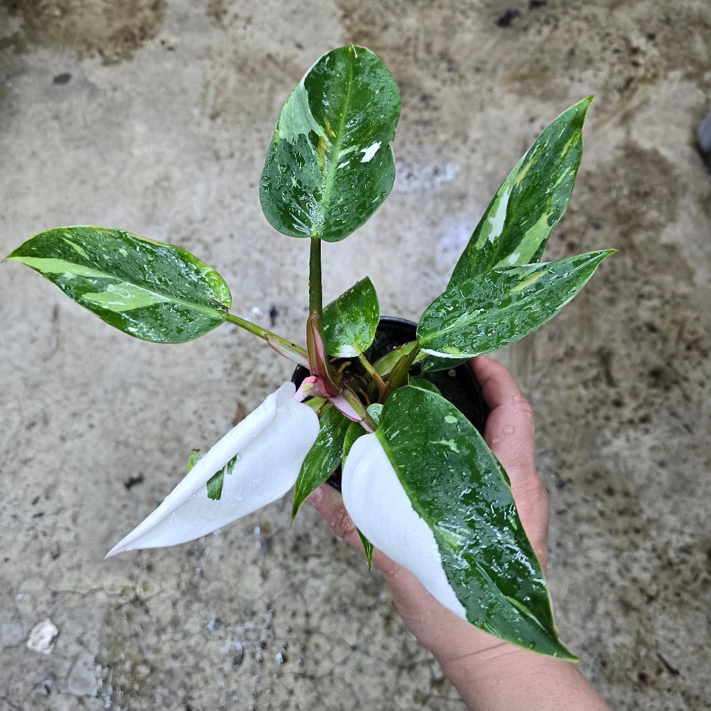 Philodendron 'White Princess' - 4"