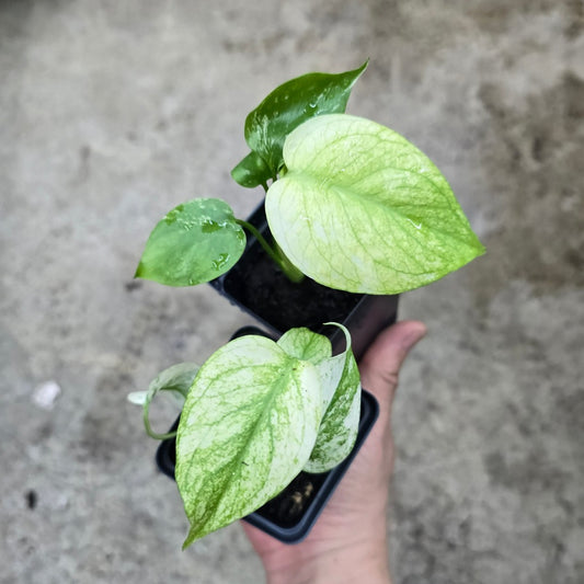 Monstera deliciosa 'Mint' - 2" (TC)