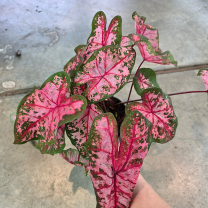Caladium assorted - 6"