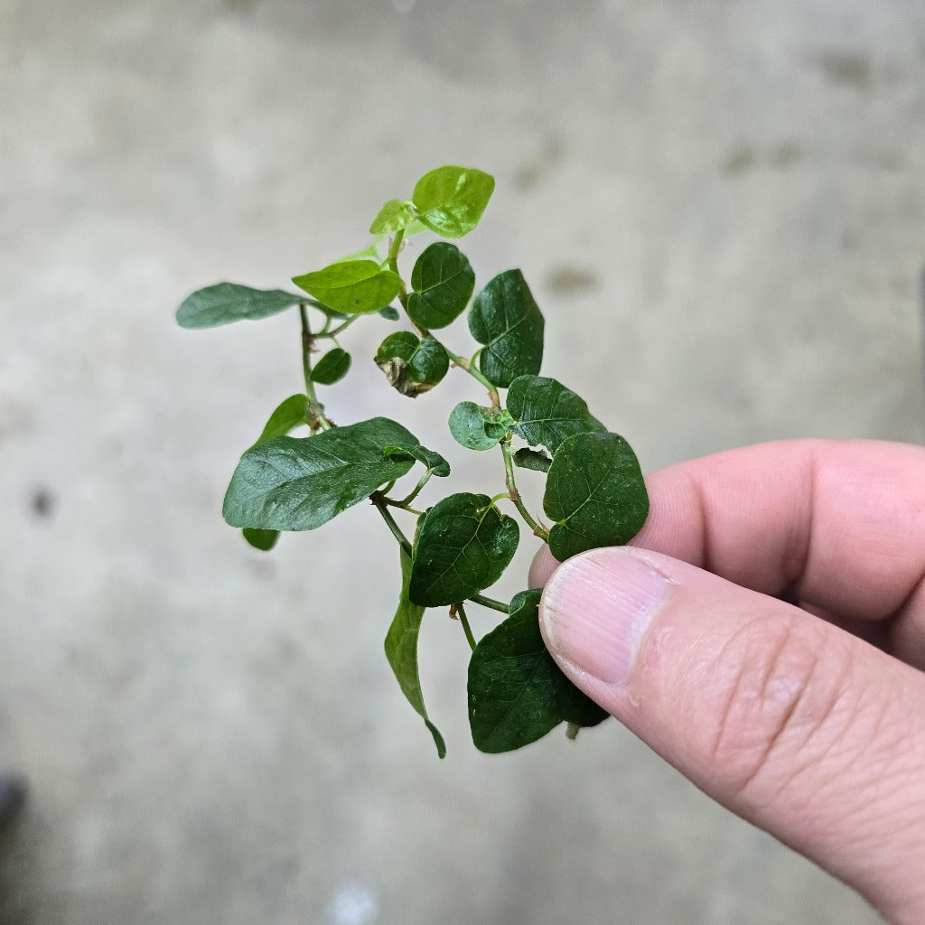 Ficus pumila - cutting