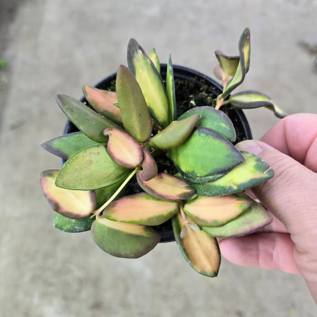 Hoya 'DS 70 Variegated' - 4