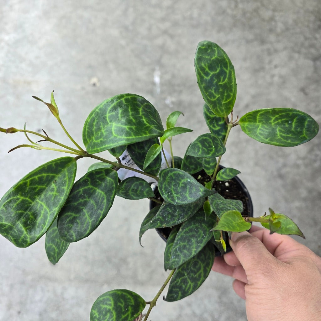 Aeschynanthus long. 'Black Pagoda' - 4