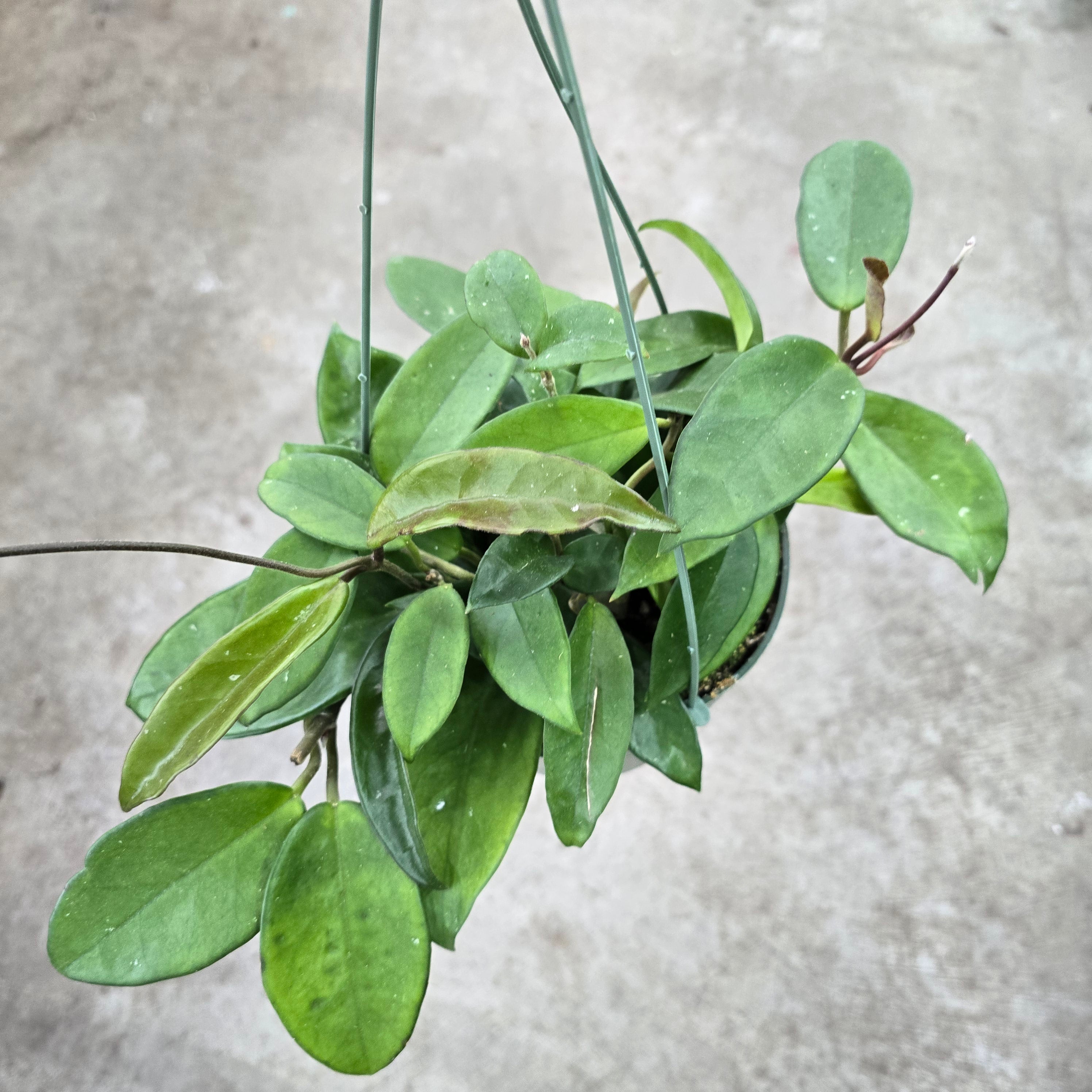 Hoya carnosa - HB 6