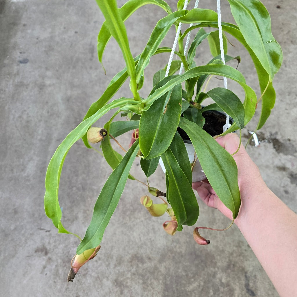 Nepenthes alata - HB 6