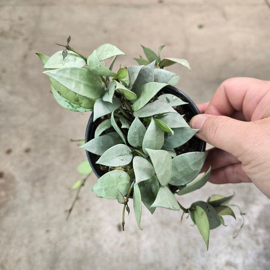 Hoya krohniana 'Super Silver' - 4"