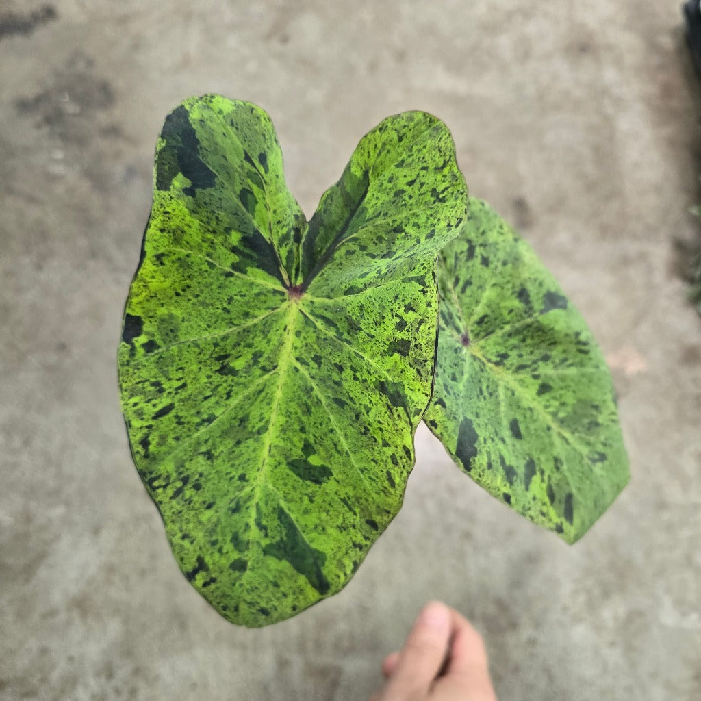 Colocasia esculenta 'Mojito' - 2