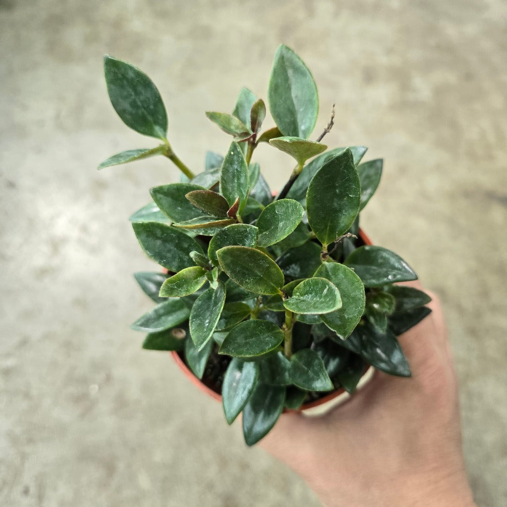 Nematanthus greg. 'Black Gold' - 4"