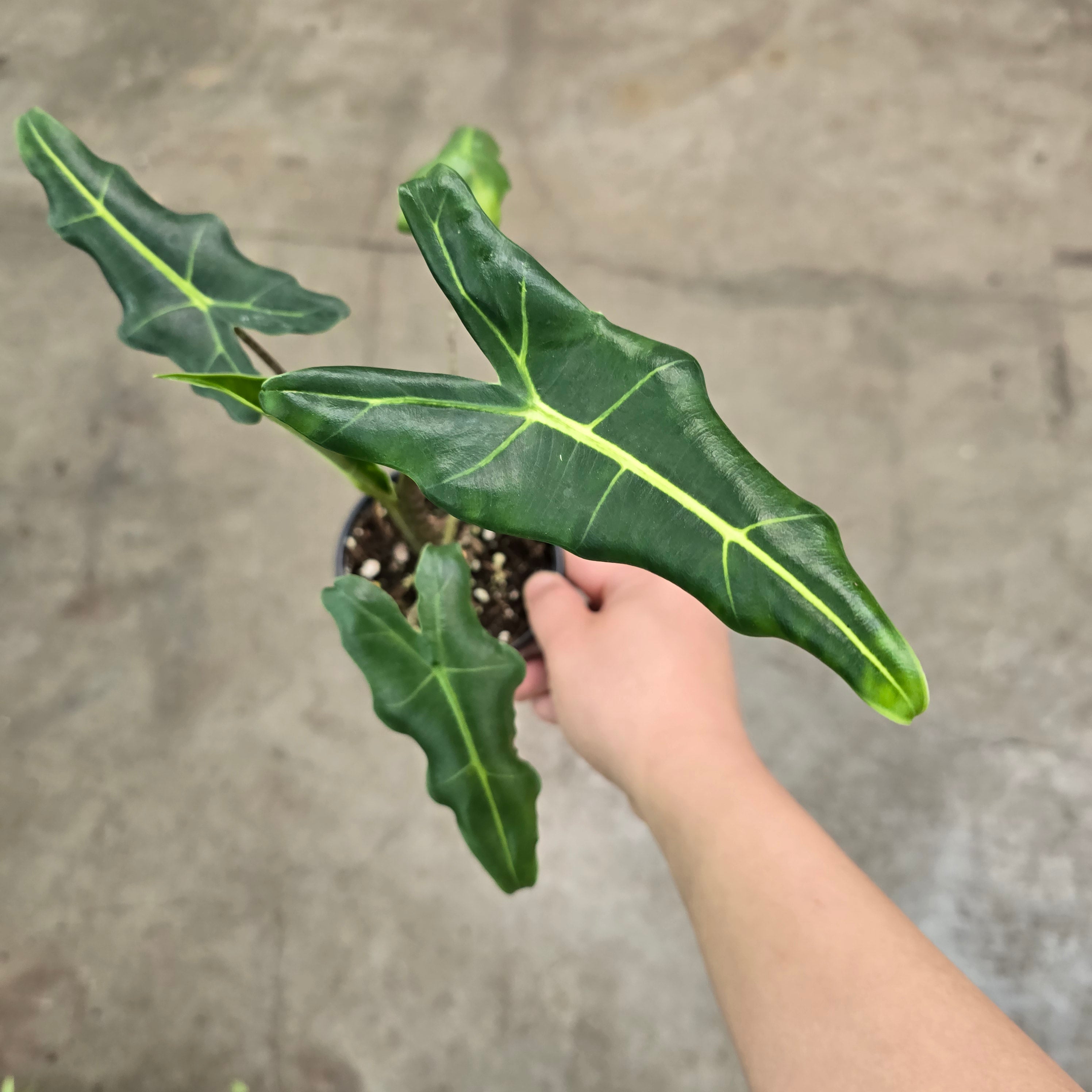 Alocasia sarian - 4