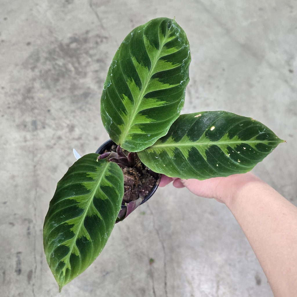 Calathea warscewiczii - 4