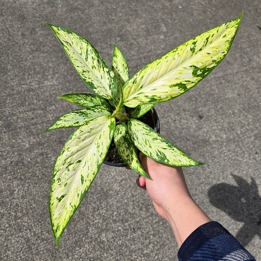 Dieffenbachia vesuvius - 8"