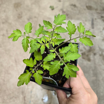 Tomato 'Sun Gold' - 3.5"