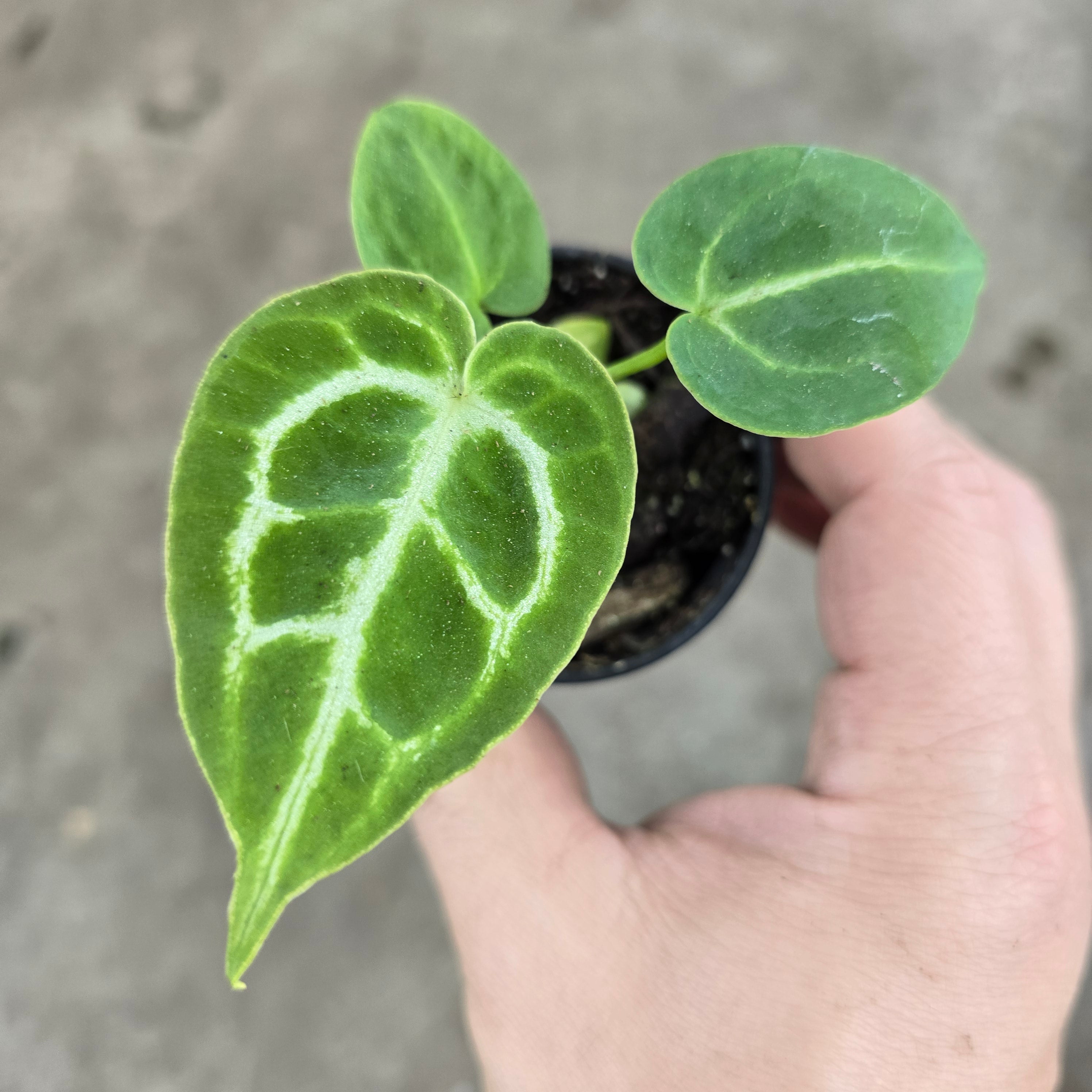 Anthurium dorayaki hybrid - 2