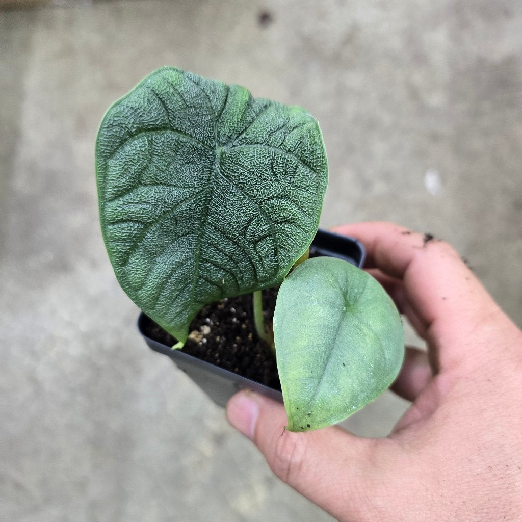 Alocasia melo - 2