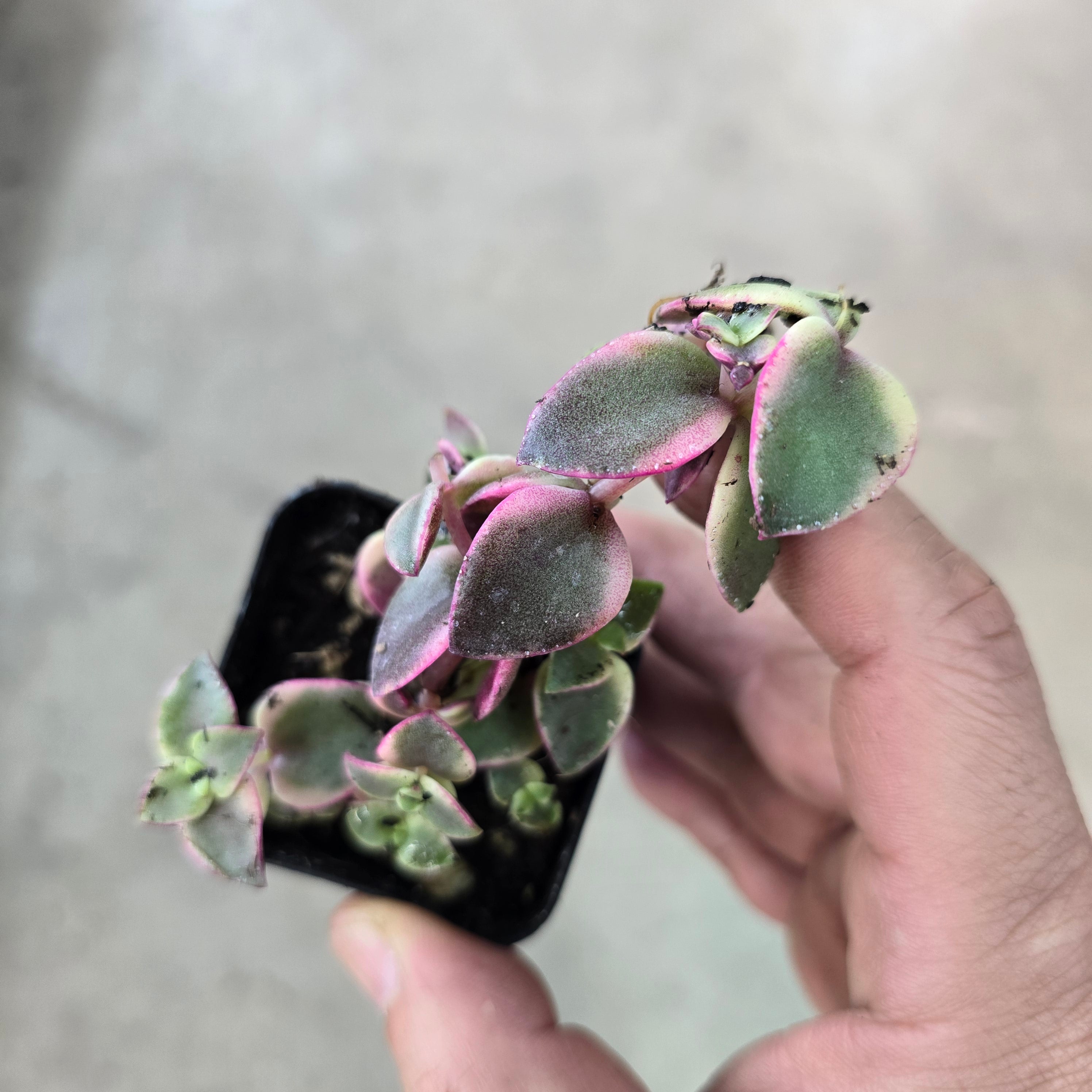 Crassula pellucida ssp. marginalis - 2