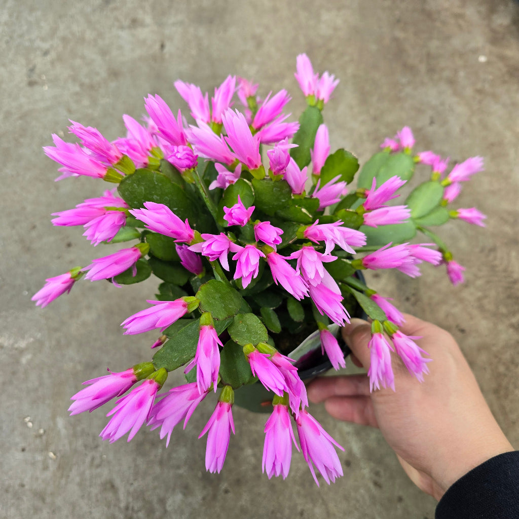 Schlumbergera gaertneri - 6" (rescue)