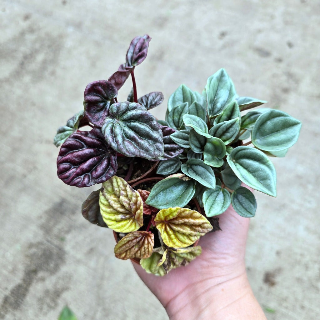 Peperomia assorted - 2