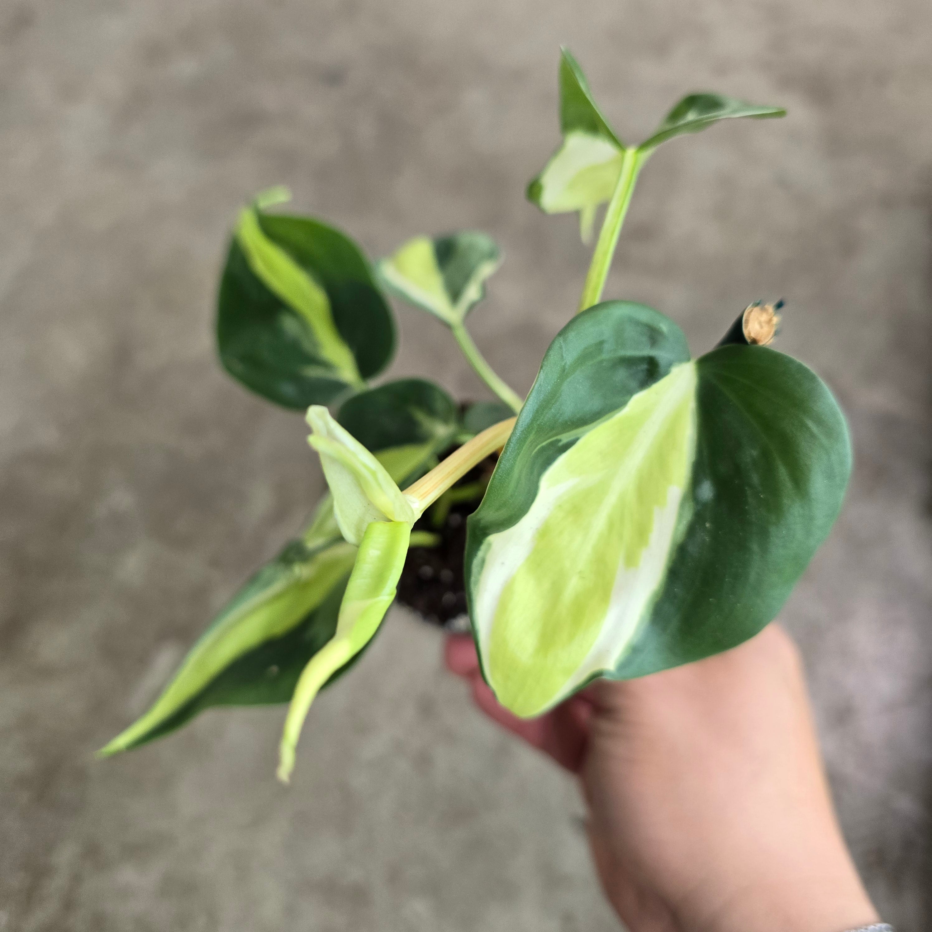 Philodendron hederaceum 'cream splash' - 3