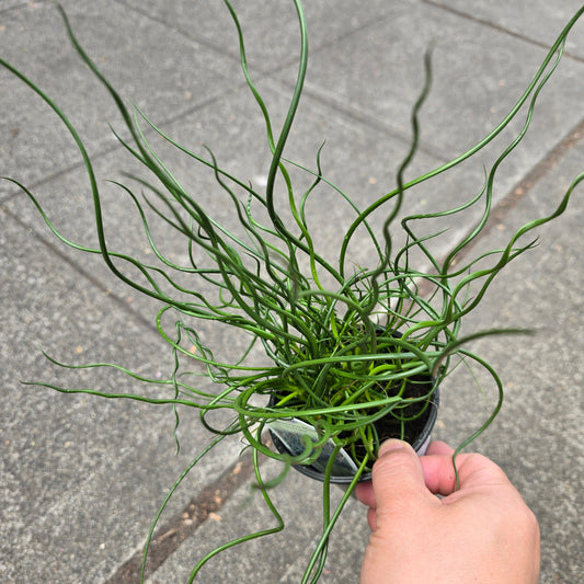 Juncus effusus 'Spiralis' - 4"
