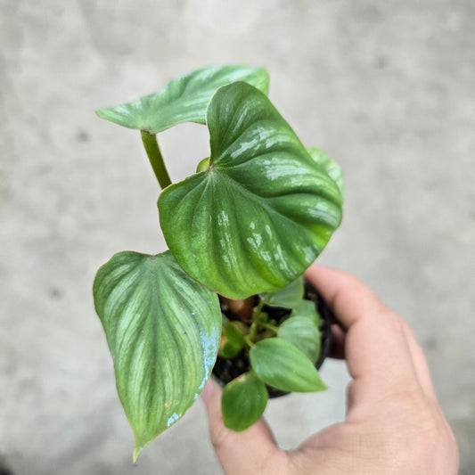 Philodendron mamei - 2"