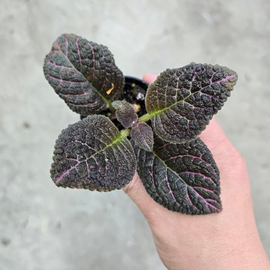 Episcia cupreata Copper - 2"